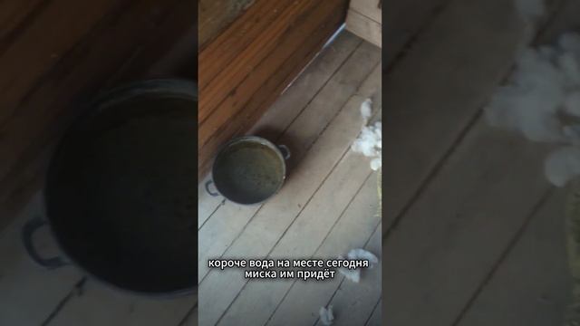 Спасение Джаггера ч.3! Апартаменты готовы) смотреть онлайн