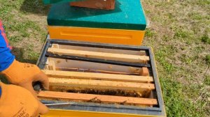 Влияние Ультра Био на весеннее развитие семей!?