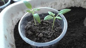 Как я подсыпаю грунт в стаканчики с рассадой