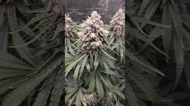 135 watt LED Gelato at Week 10 / Day 67 of flower 🪴 lights on 💡 flushing since day 60 смотреть онлайн