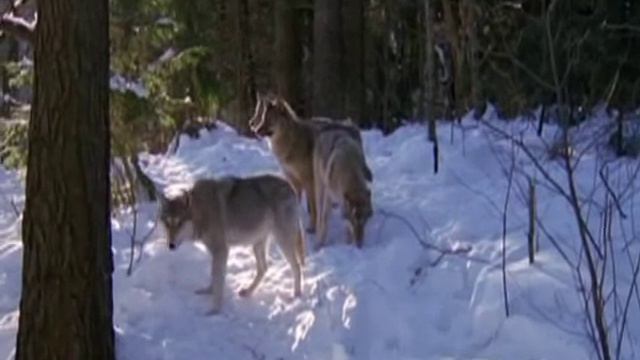 video-QRi6WX8y2F0 смотреть онлайн