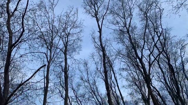 Прогулки с питомником «С Большой Буквы» смотреть онлайн