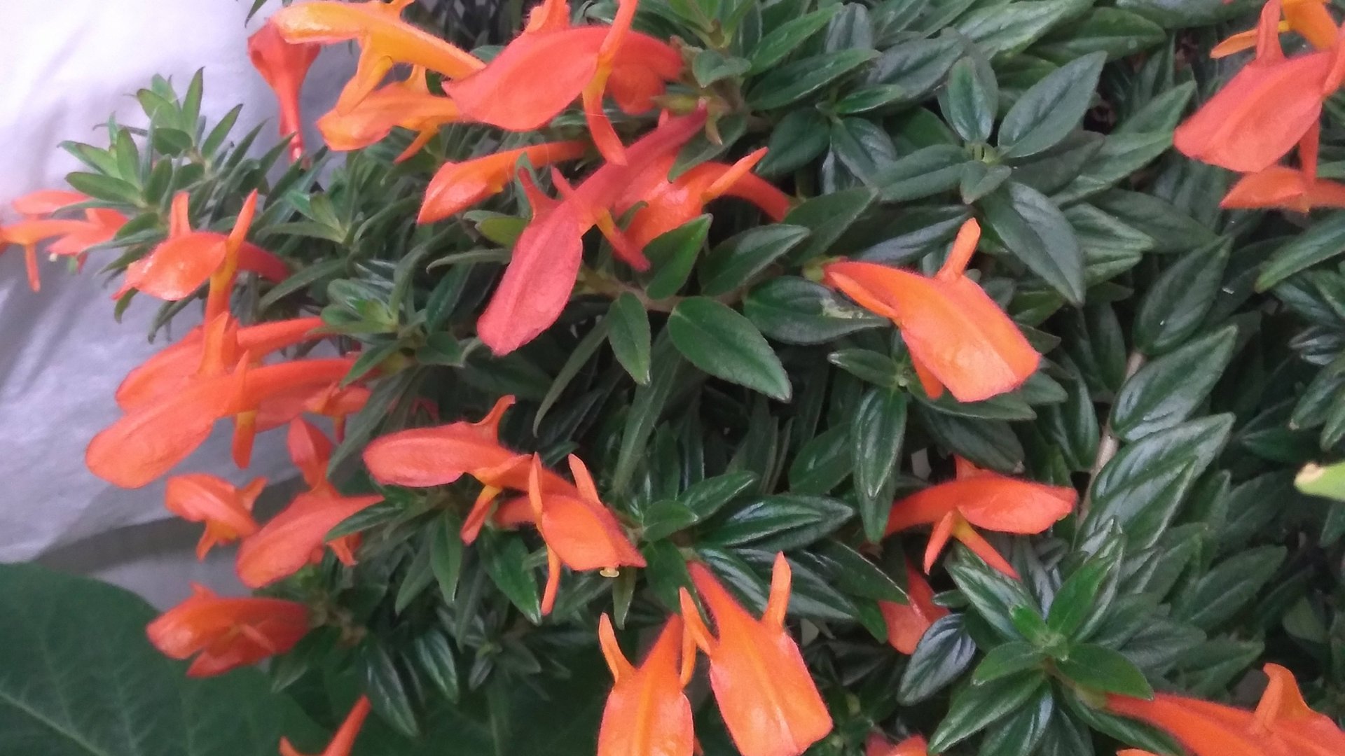 Обзор. Комнатные растения, которые зимуют при пониженных температурах. Мой опыт. смотреть онлайн