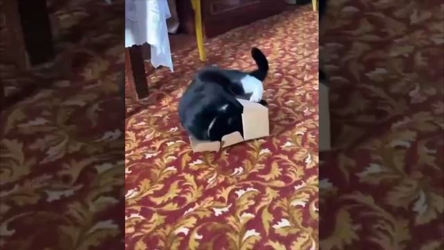 Cute cats 😻 смотреть онлайн