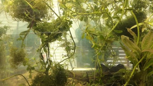 Нашли креветку? (Нш) смотреть онлайн