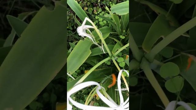 Spider Lilys in Panama смотреть онлайн