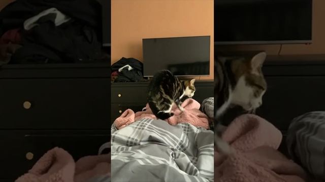 Cute cats 😻 смотреть онлайн
