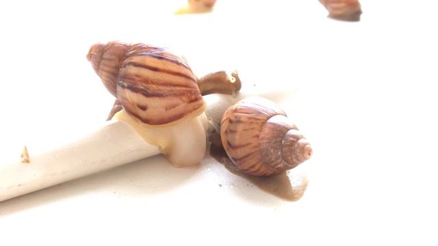 🐌Улиточка кушает школьный мелок вверх тормашками (улитка Ахатина) смотреть онлайн