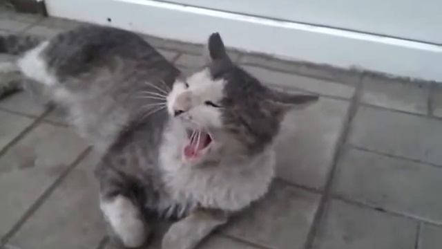 Очень смешной кот смотреть онлайн