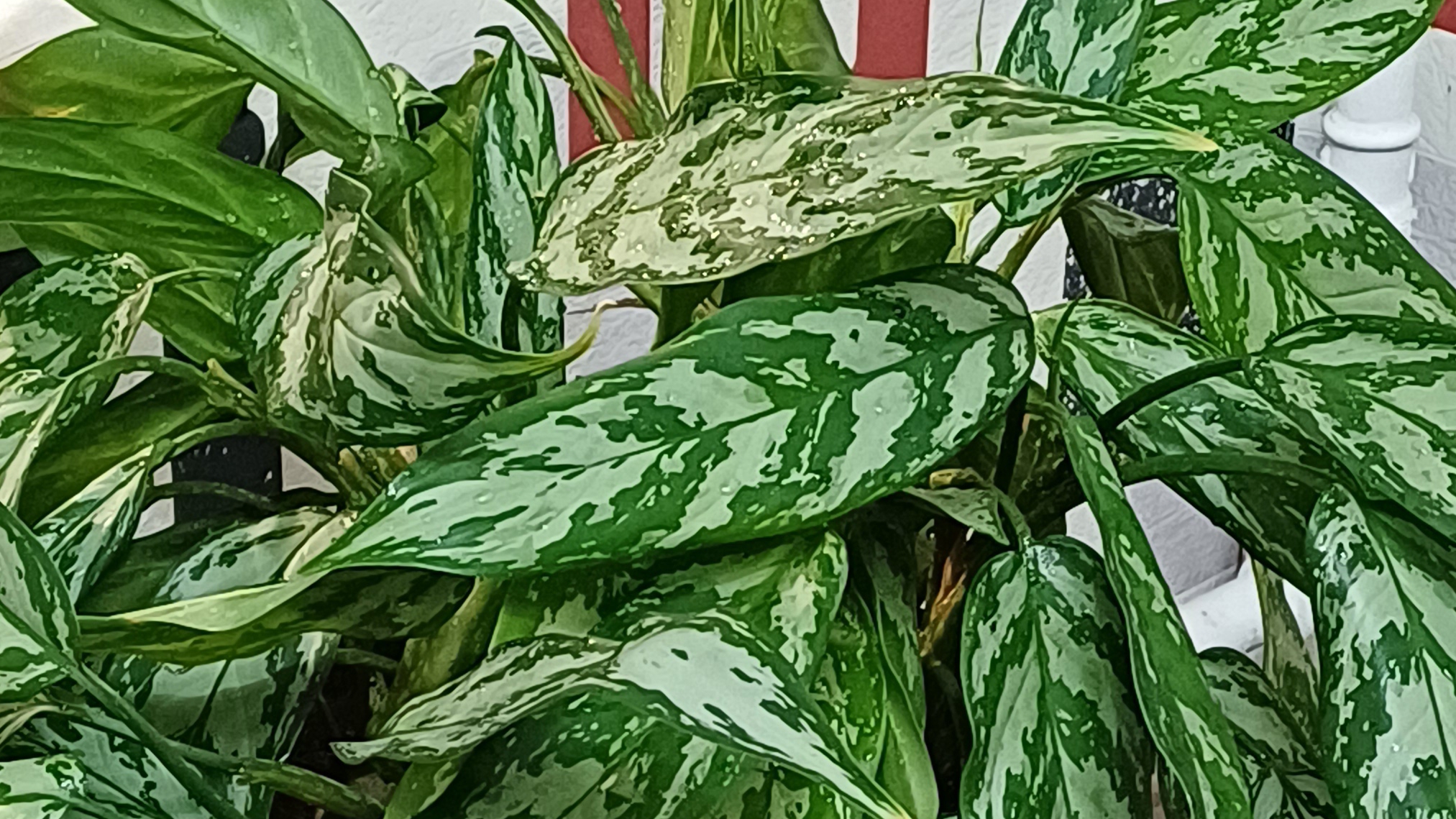 Аглаонема. Уход в домашних условиях. Пересадка черенков из воды в грунт. смотреть онлайн