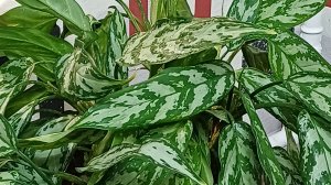 Аглаонема. Уход в домашних условиях. Пересадка черенков из воды в грунт.