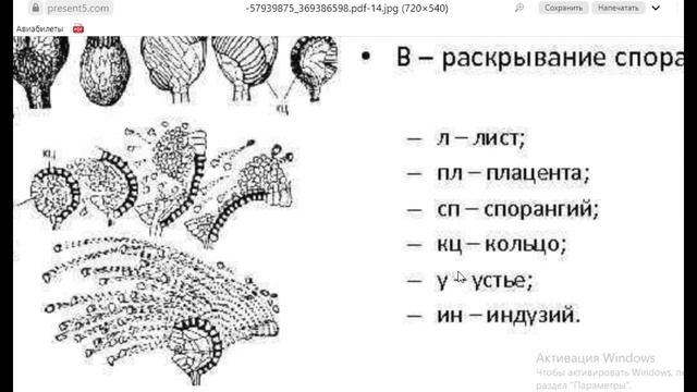 Биология Ч.9. Папоротники смотреть онлайн