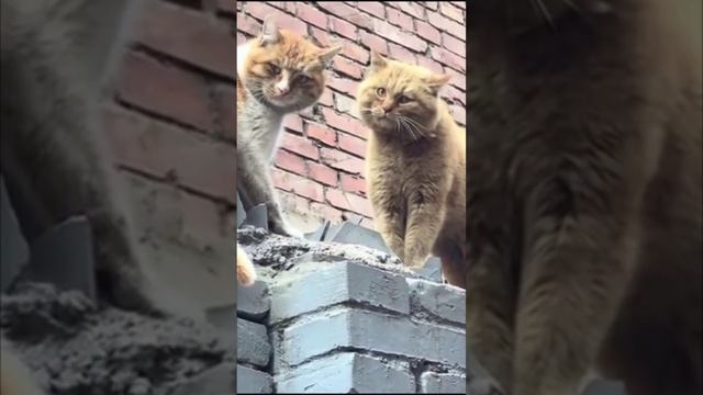 Cute cats 😻 смотреть онлайн