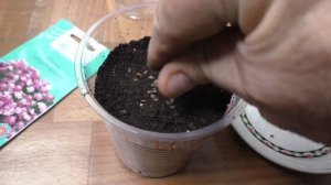 Посев ибериса на рассаду, первые всходы.