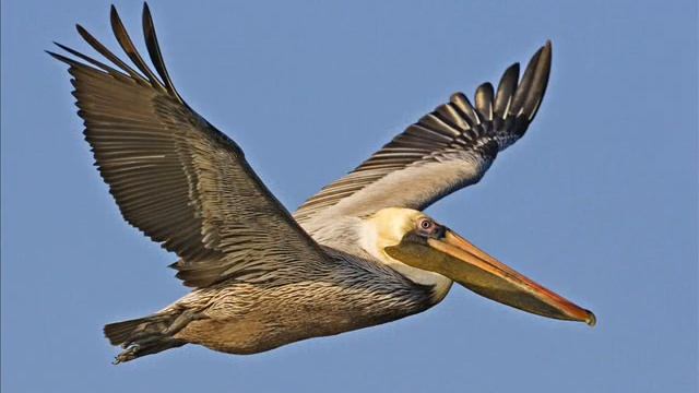 Dead Can Dance - Bird смотреть онлайн