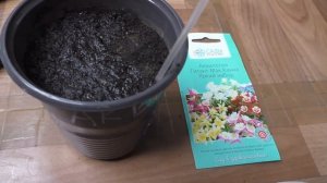 Посев аквилегии на рассаду, первые всходы.