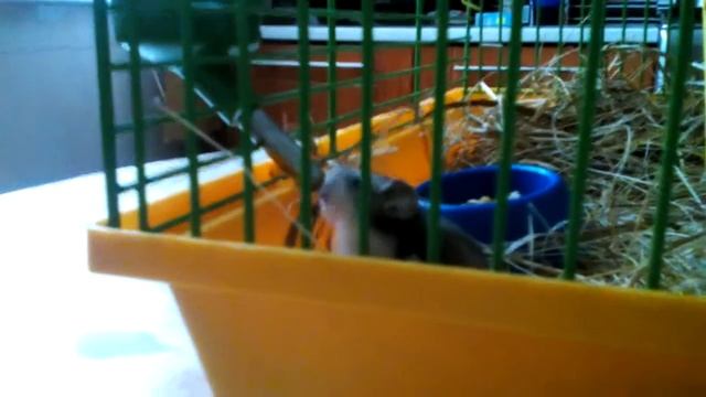 хомяк в клетке😃 смотреть онлайн
