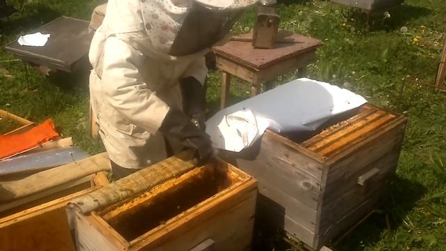 Пересадка последнего 6 ти рамочника в 12 ти рам. смотреть онлайн
