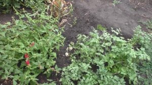 Как выращиваю земляничный шпинат