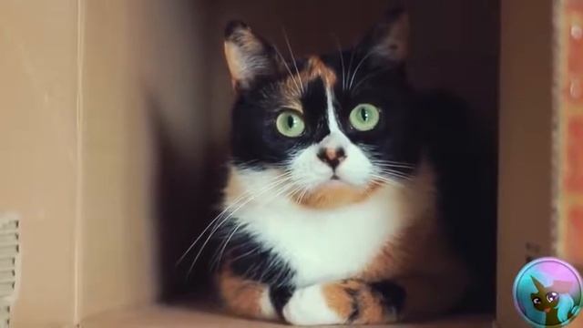 Сливки шоу ритп (rytp)