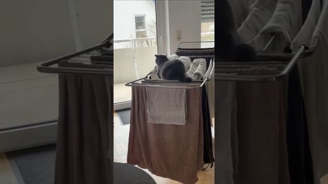 Cute cats 😻 смотреть онлайн