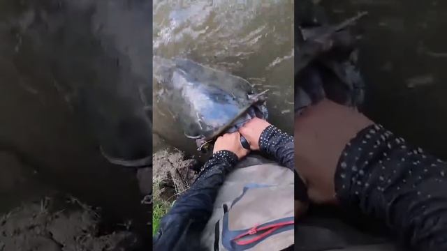 Сомик с трудом в кадр уместился.