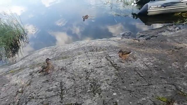 Ладога 2024 - закрытие летнего сезона. смотреть онлайн