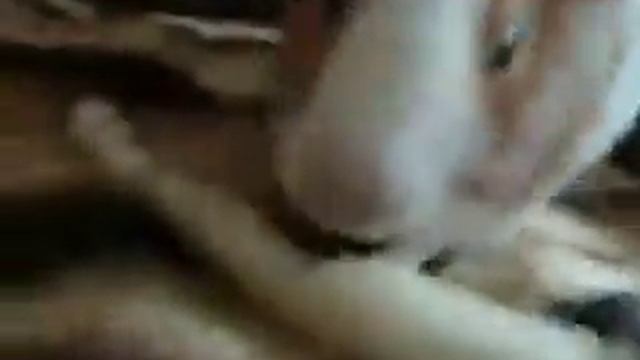 Нюша кушает сельдерей =3 смотреть онлайн