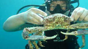 Багамы. Дайвинг-сафари на Багамских островах