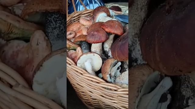 50 л грибов. Белые грибы, подосиновики, рыжики и др #грибы смотреть онлайн