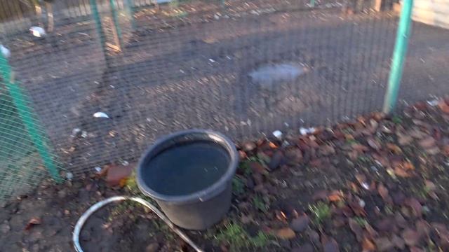 Убрали парочку петушков🐔 За раз не получается собрать🥚🥚🥚 Видео за день😊🧡 Жизнь в станице🏡 смотреть онлайн