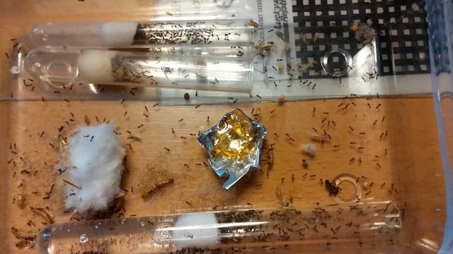 my big tetramorium colony #1 смотреть онлайн