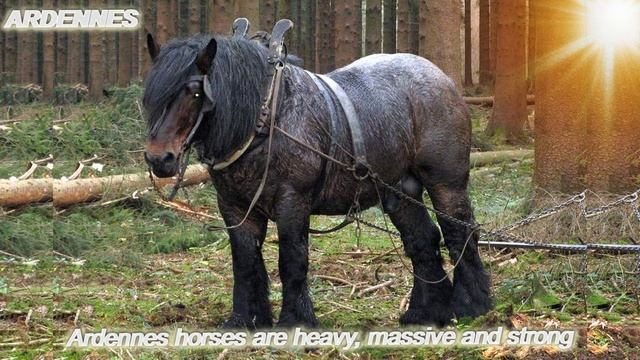 TOP Beautiful Ardennes Horse in the World! смотреть онлайн