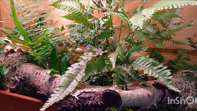 Выращивание папоротников в домашних условиях. Обзор папоротников. смотреть онлайн