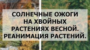 Солнечные ожоги на хвойных растениях весной. Реанимация растений.