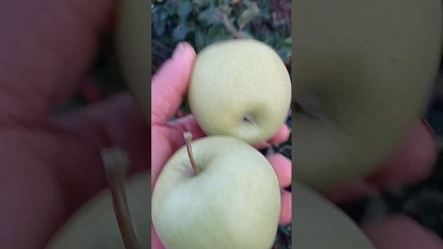 яблоня Голден делишес (Golden Delicious)