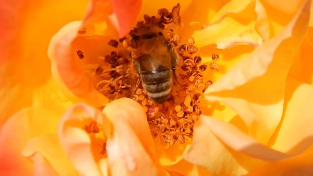 Apis mellifera L. - ПЧЕЛА ~02-Jун-2014 ~ By Драгана М. Реџић, Србија смотреть онлайн