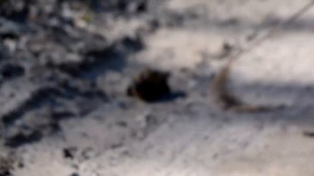Bufo bufo (спасение рядового Жабрайана) смотреть онлайн