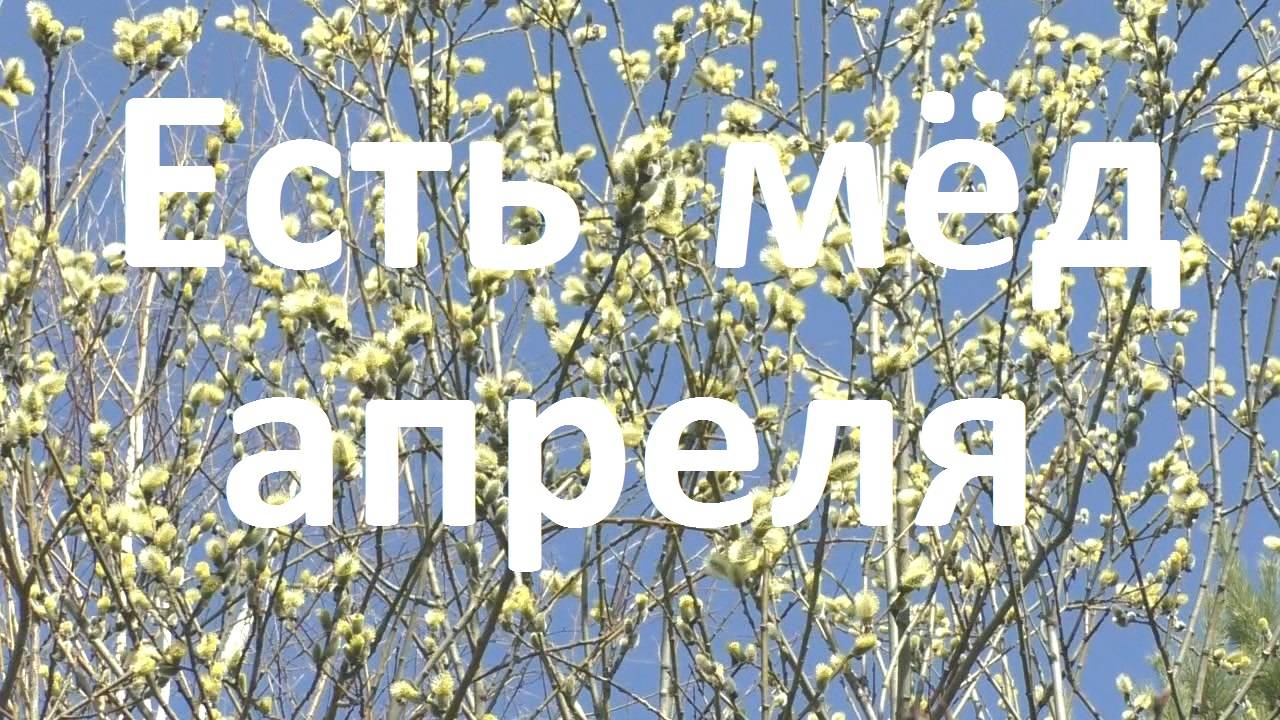 Апрельский медосбор смотреть онлайн