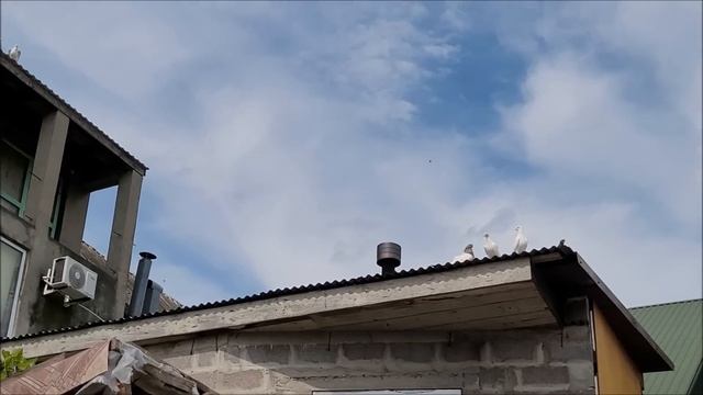 В гостях у Рафика. Бойные голуби, Новороссийск. смотреть онлайн