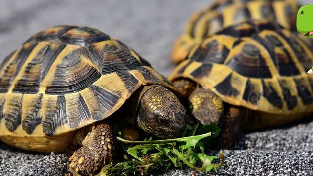 Домашние Животные Веселая Подборка Звуки и Названия Домашних Животных смотреть онлайн