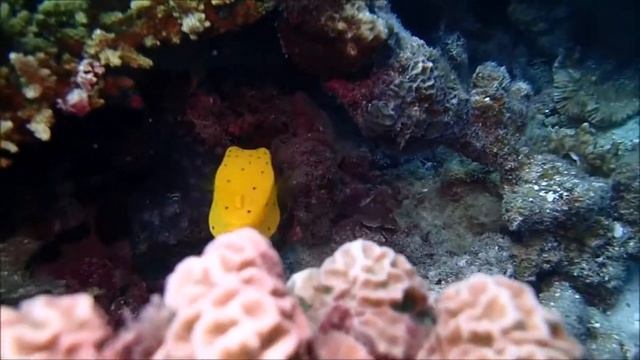 Yellow Boxfish on the move from Chaloklum Diving смотреть онлайн