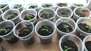 На моей рассаде перцев появилась ЧЕРНАЯ НОЖКА, что делать?