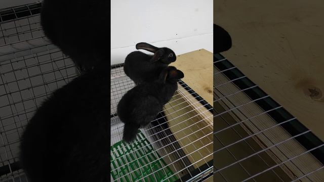 Будущее Полтавское серебро #кролики смотреть онлайн