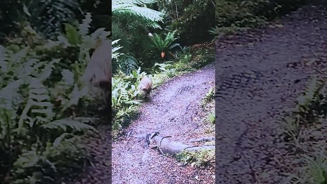 Птица киви - на грани выживания смотреть онлайн