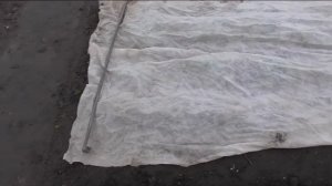 Весной укрываю клубнику от заморозков