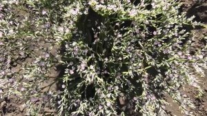 Кермек Татарский зацвел на второй год 26 июня