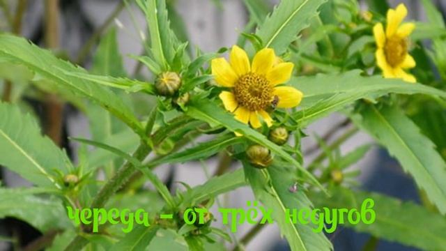 Череда. Целебный отвар и настой из череды.