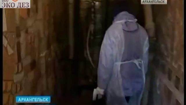 Дератизация помещений смотреть онлайн