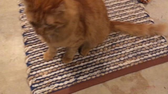 Bon in the Big Blue Chair! смотреть онлайн